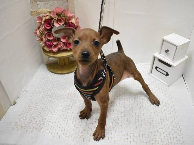 大阪府のミニチュアピンシャー (ペット・プラザ アミーゴ豊中服部店/2025年11月11日生まれ/男の子/レッド)の子犬の2枚目の画像