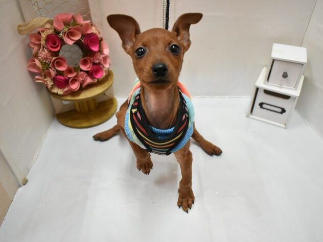 大阪府のミニチュアピンシャー (ペット・プラザ アミーゴ豊中服部店/2025年11月11日生まれ/男の子/レッド)の子犬の3枚目の画像