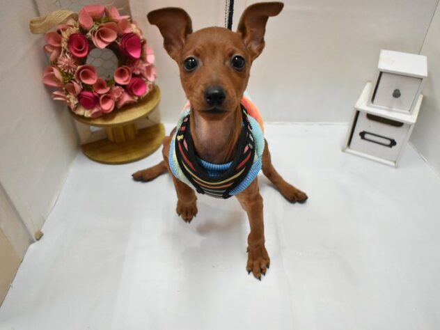 大阪府のミニチュアピンシャー (ペット・プラザ アミーゴ豊中服部店/2025年11月11日生まれ/男の子/レッド)の子犬の4枚目の画像