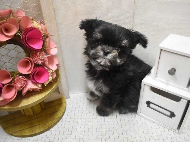 大阪府のチワマル/マルチワ(チワワ×マルチーズ) (ペット・プラザ アミーゴ豊中服部店/2025年11月13日生まれ/男の子/ブラックホワイト)の子犬の2枚目の画像