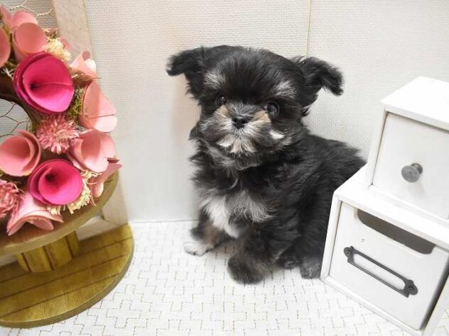 大阪府のチワマル/マルチワ(チワワ×マルチーズ) (ペット・プラザ アミーゴ豊中服部店/2025年11月13日生まれ/男の子/ブラックホワイト)の子犬の4枚目の画像