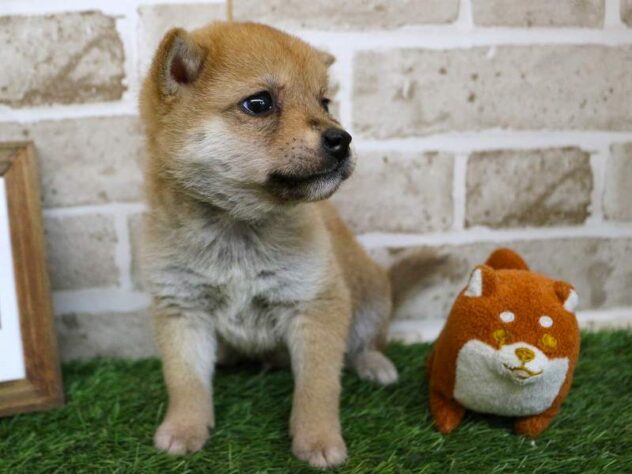 兵庫県の柴犬(標準サイズ) (ペット・プラザ アミーゴ神戸西店/2025年11月17日生まれ/男の子/赤)の子犬の3枚目の画像