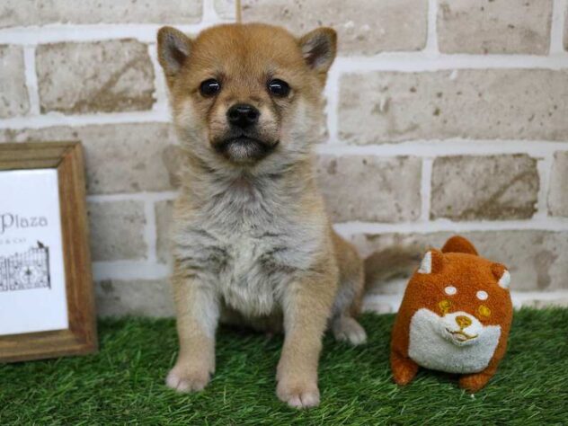 兵庫県の柴犬(標準サイズ) (ペット・プラザ アミーゴ神戸西店/2025年11月17日生まれ/男の子/赤)の子犬の1枚目の画像