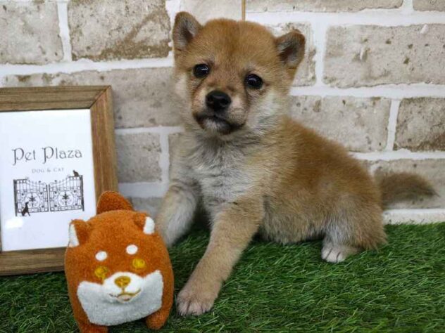 兵庫県の柴犬(標準サイズ) (ペット・プラザ アミーゴ神戸西店/2025年11月17日生まれ/男の子/赤)の子犬の2枚目の画像