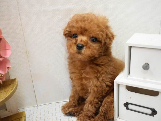 大阪府のトイプードル(トイ) (ペット・プラザ アミーゴ豊中服部店/2025年11月12日生まれ/男の子/レッド)の子犬の1枚目の画像