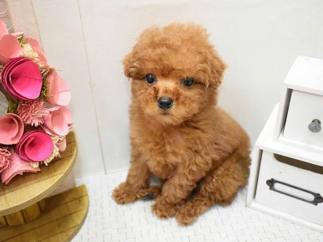 大阪府のトイプードル(トイ) (ペット・プラザ アミーゴ豊中服部店/2025年11月12日生まれ/男の子/レッド)の子犬の3枚目の画像