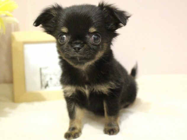 兵庫県のチワワ(スムース) (ペット・プラザ アミーゴ明石魚住店/2025年11月12日生まれ/女の子/ブラックタンホワイト)の子犬の2枚目の画像