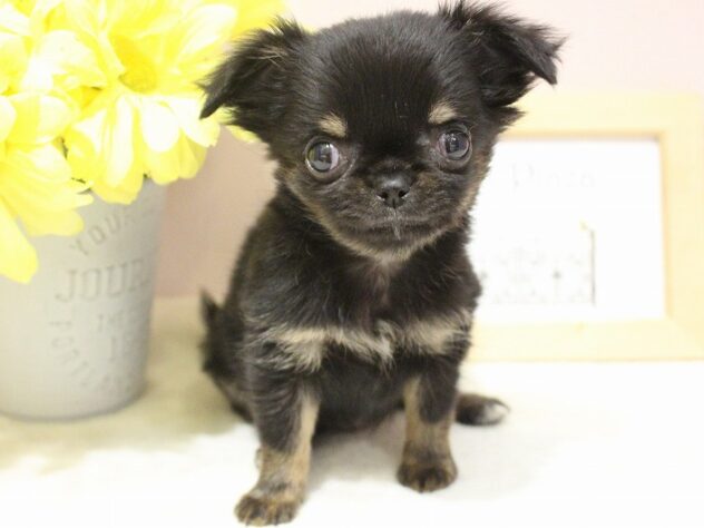 兵庫県のチワワ(スムース) (ペット・プラザ アミーゴ明石魚住店/2025年11月12日生まれ/女の子/ブラックタンホワイト)の子犬の3枚目の画像