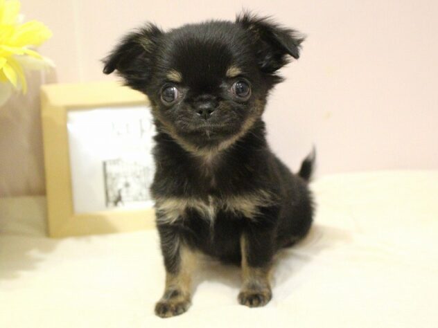 兵庫県のチワワ(スムース) (ペット・プラザ アミーゴ明石魚住店/2025年11月12日生まれ/女の子/ブラックタンホワイト)の子犬の1枚目の画像