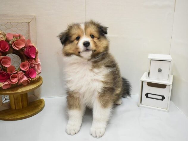 大阪府のシェットランドシープドッグ (ペット・プラザ アミーゴ豊中服部店/2025年11月25日生まれ/男の子/セーブルホワイト)の子犬の2枚目の画像