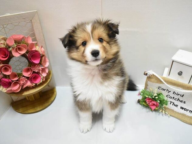 大阪府のシェットランドシープドッグ (ペット・プラザ アミーゴ豊中服部店/2025年11月25日生まれ/男の子/セーブルホワイト)の子犬の1枚目の画像