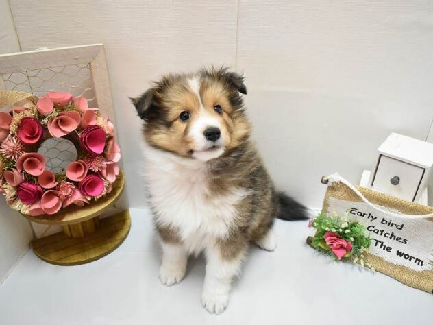 大阪府のシェットランドシープドッグ (ペット・プラザ アミーゴ豊中服部店/2025年11月25日生まれ/男の子/セーブルホワイト)の子犬の3枚目の画像