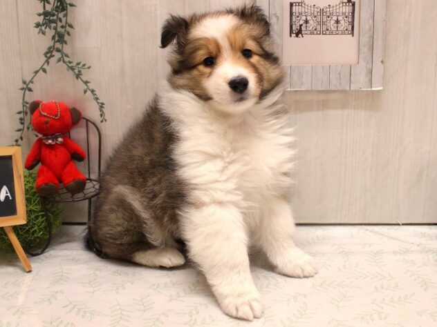 兵庫県のシェットランドシープドッグ (ペット・プラザ アミーゴ加古川店/2025年11月25日生まれ/女の子/セーブルホワイト)の子犬の2枚目の画像