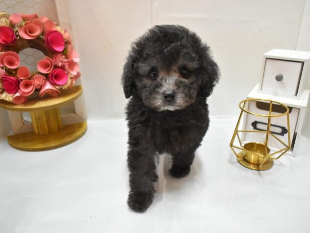 大阪府のトイプードル(トイ) (ペット・プラザ アミーゴ豊中服部店/2025年11月6日生まれ/男の子/グレー(旧シルバー))の子犬の2枚目の画像