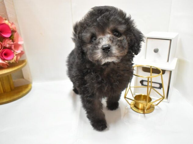 大阪府のトイプードル(トイ) (ペット・プラザ アミーゴ豊中服部店/2025年11月6日生まれ/男の子/グレー(旧シルバー))の子犬の3枚目の画像
