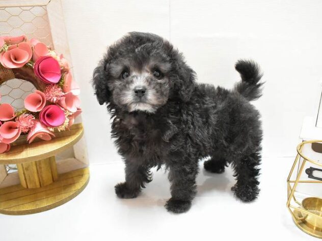 大阪府のトイプードル(トイ) (ペット・プラザ アミーゴ豊中服部店/2025年11月6日生まれ/男の子/グレー(旧シルバー))の子犬の1枚目の画像