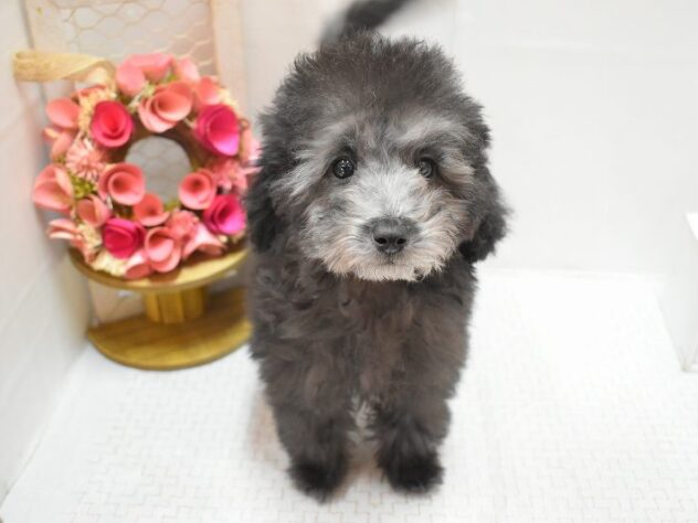 大阪府のトイプードル(トイ) (ペット・プラザ アミーゴ豊中服部店/2025年11月6日生まれ/男の子/グレー(旧シルバー))の子犬の1枚目の画像