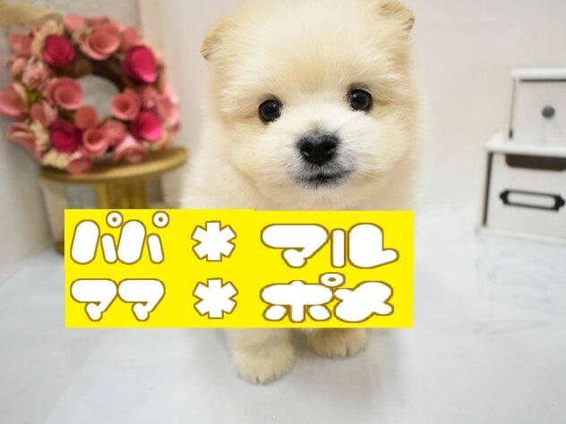 大阪府のハーフ犬・ミックス犬 (ペット・プラザ アミーゴ豊中服部店/2025年11月22日生まれ/男の子/クリーム)の子犬の1枚目の画像