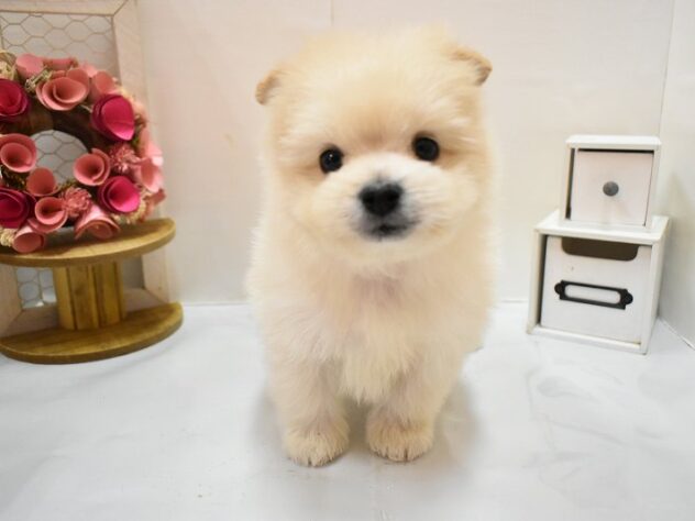 大阪府のハーフ犬・ミックス犬 (ペット・プラザ アミーゴ豊中服部店/2025年11月22日生まれ/男の子/クリーム)の子犬の3枚目の画像