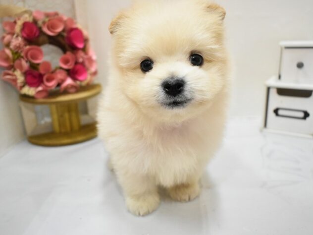 大阪府のハーフ犬・ミックス犬 (ペット・プラザ アミーゴ豊中服部店/2025年11月22日生まれ/男の子/クリーム)の子犬の4枚目の画像