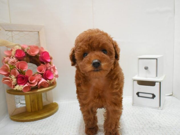 大阪府のトイプードル(トイ) (ペット・プラザ アミーゴ豊中服部店/2025年11月24日生まれ/女の子/レッドフォーン)の子犬の1枚目の画像