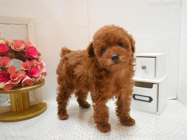 大阪府のトイプードル(トイ) (ペット・プラザ アミーゴ豊中服部店/2025年11月24日生まれ/女の子/レッドフォーン)の子犬の2枚目の画像