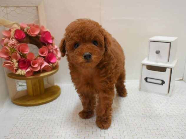 大阪府のトイプードル(トイ) (ペット・プラザ アミーゴ豊中服部店/2025年11月24日生まれ/女の子/レッドフォーン)の子犬の3枚目の画像