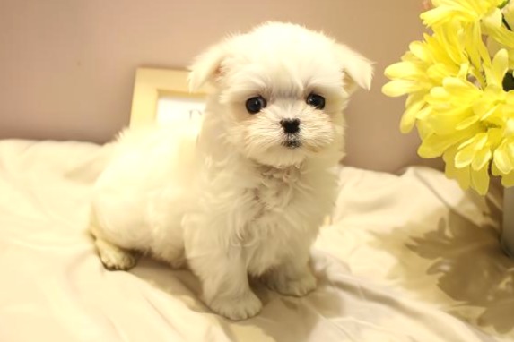 兵庫県のマルチーズ (ペット・プラザ アミーゴ明石魚住店/2025年11月27日生まれ/女の子/ホワイト)の子犬の2枚目の画像