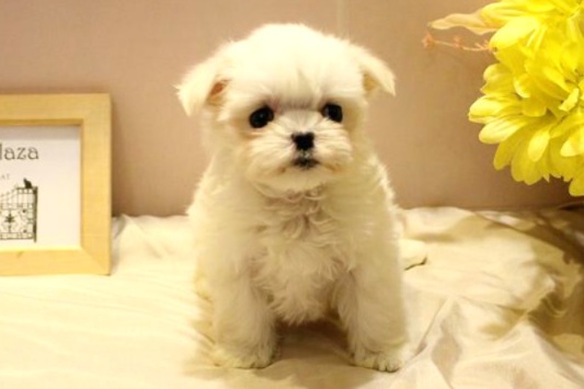 兵庫県のマルチーズ (ペット・プラザ アミーゴ明石魚住店/2025年11月27日生まれ/女の子/ホワイト)の子犬の3枚目の画像