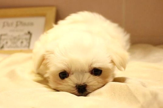 兵庫県のマルチーズ (ペット・プラザ アミーゴ明石魚住店/2025年11月27日生まれ/女の子/ホワイト)の子犬の4枚目の画像