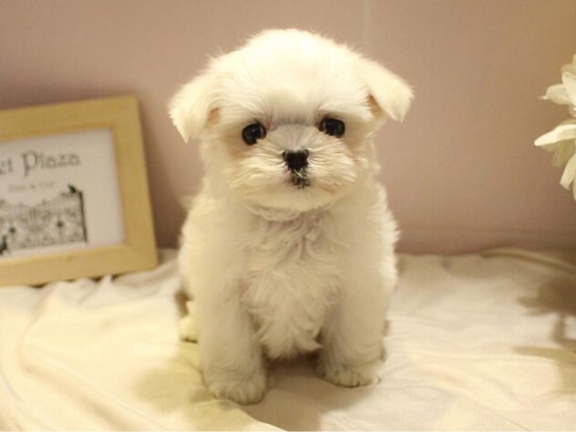 兵庫県のマルチーズ (ペット・プラザ アミーゴ明石魚住店/2025年11月27日生まれ/女の子/ホワイト)の子犬