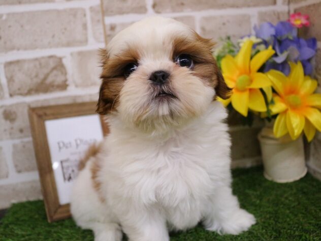 兵庫県のシーズー (ペット・プラザ アミーゴ神戸西店/2025年11月27日生まれ/男の子/ホワイトゴールド)の子犬の4枚目の画像