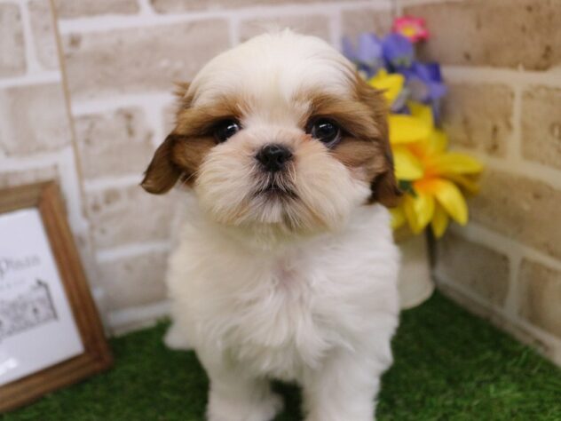 兵庫県のシーズー (ペット・プラザ アミーゴ神戸西店/2025年11月27日生まれ/男の子/ホワイトゴールド)の子犬の3枚目の画像