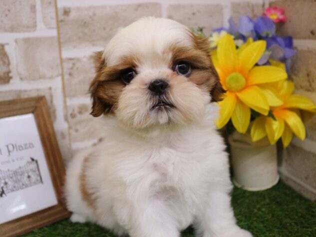 兵庫県のシーズー (ペット・プラザ アミーゴ神戸西店/2025年11月27日生まれ/男の子/ホワイトゴールド)の子犬の1枚目の画像