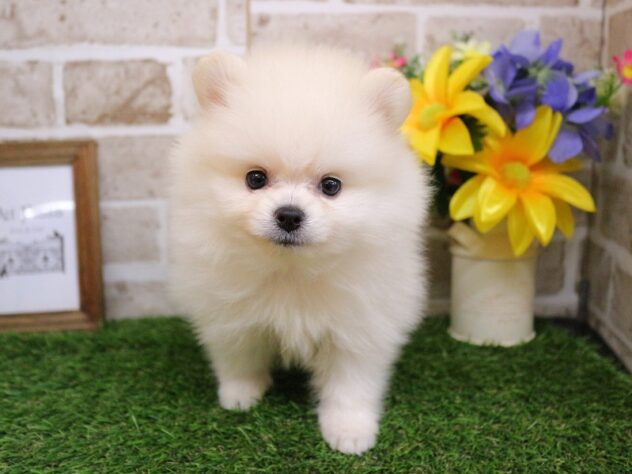 兵庫県のポメラニアン (ペット・プラザ アミーゴ神戸西店/2025年11月27日生まれ/女の子/ホワイト)の子犬の1枚目の画像