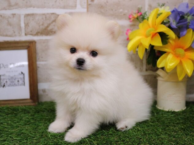 兵庫県のポメラニアン (ペット・プラザ アミーゴ神戸西店/2025年11月27日生まれ/女の子/ホワイト)の子犬の2枚目の画像