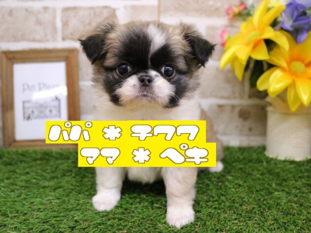 兵庫県のチワペキ/ペキチー/ペキチワ(チワワ×ペキニーズ) (ペット・プラザ アミーゴ神戸西店/2025年11月26日生まれ/女の子/フォーンホワイト)の子犬の1枚目の画像