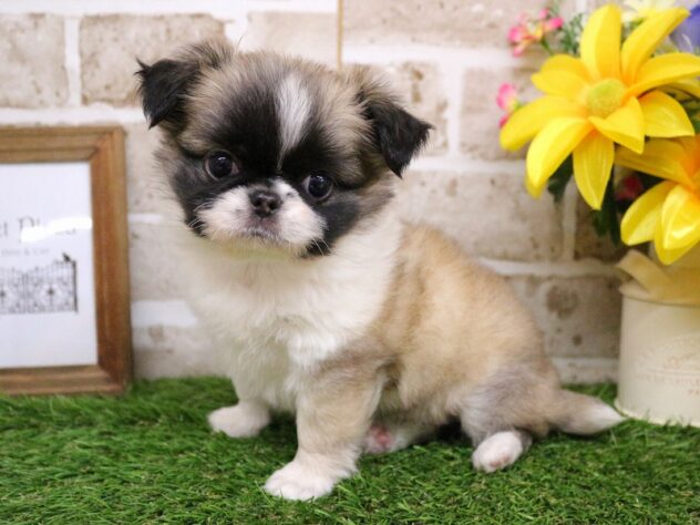 兵庫県のチワペキ/ペキチー/ペキチワ(チワワ×ペキニーズ) (ペット・プラザ アミーゴ神戸西店/2025年11月26日生まれ/女の子/フォーンホワイト)の子犬の2枚目の画像