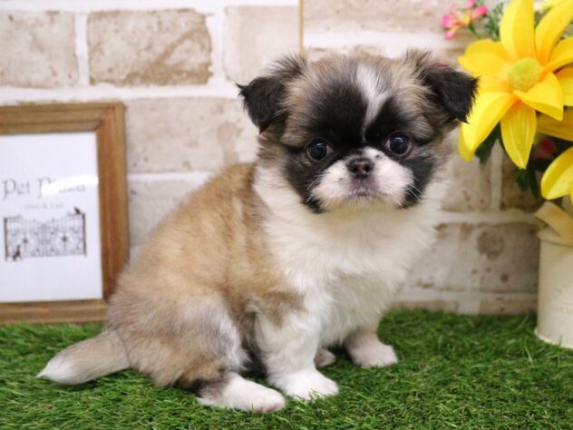 兵庫県のチワペキ/ペキチー/ペキチワ(チワワ×ペキニーズ) (ペット・プラザ アミーゴ神戸西店/2025年11月26日生まれ/女の子/フォーンホワイト)の子犬の3枚目の画像