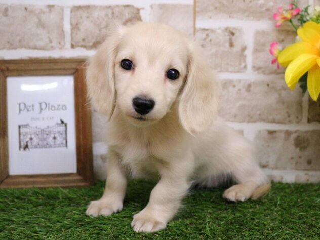 兵庫県のミニチュアダックスフンド(ロング) (ペット・プラザ アミーゴ神戸西店/2025年11月29日生まれ/女の子/イエロー)の子犬の1枚目の画像