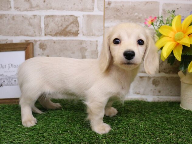 兵庫県のミニチュアダックスフンド(ロング) (ペット・プラザ アミーゴ神戸西店/2025年11月29日生まれ/女の子/イエロー)の子犬の2枚目の画像