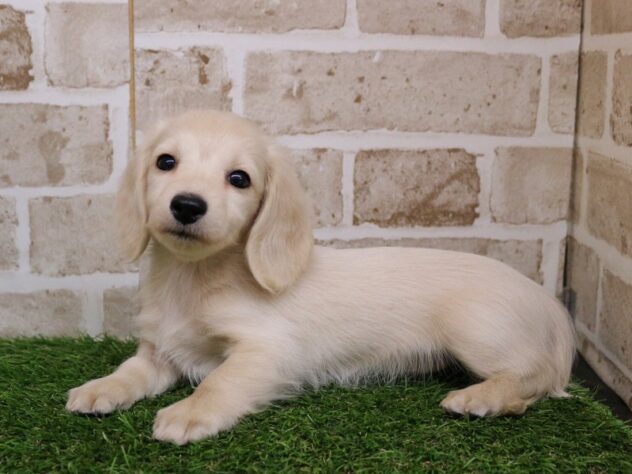 兵庫県のミニチュアダックスフンド(ロング) (ペット・プラザ アミーゴ神戸西店/2025年11月29日生まれ/女の子/イエロー)の子犬の3枚目の画像