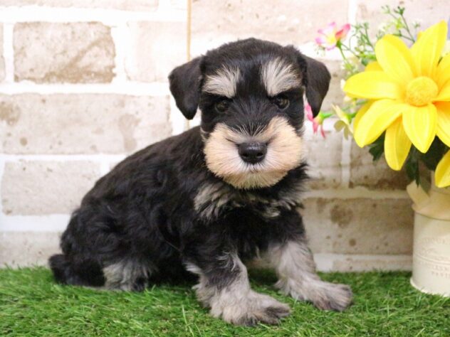 兵庫県のミニチュアシュナウザー (ペット・プラザ アミーゴ神戸西店/2025年11月30日生まれ/男の子/ブラックシルバー)の子犬の3枚目の画像