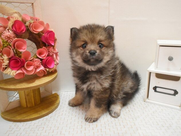 大阪府のポメ柴/豆ポメ/ポメ豆柴(ポメラニアン×柴犬) (ペット・プラザ アミーゴ豊中服部店/2025年11月29日生まれ/女の子/ウルフセーブル)の子犬の2枚目の画像