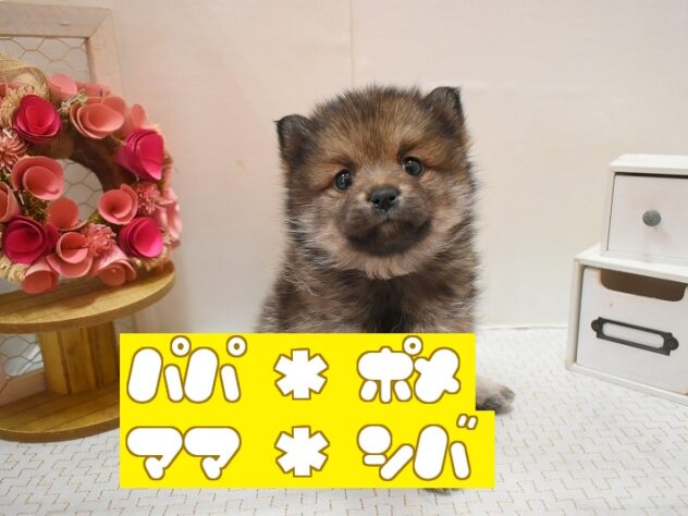大阪府のポメ柴/豆ポメ/ポメ豆柴(ポメラニアン×柴犬) (ペット・プラザ アミーゴ豊中服部店/2025年11月29日生まれ/女の子/ウルフセーブル)の子犬の1枚目の画像