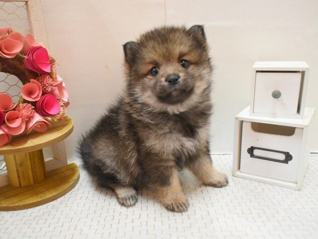 大阪府のポメ柴/豆ポメ/ポメ豆柴(ポメラニアン×柴犬) (ペット・プラザ アミーゴ豊中服部店/2025年11月29日生まれ/女の子/ウルフセーブル)の子犬の3枚目の画像