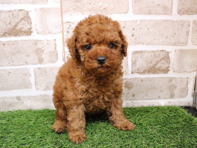 兵庫県のトイプードル(トイ) (ペット・プラザ アミーゴ神戸西店/2025年11月28日生まれ/女の子/レッド)の子犬の1枚目の画像