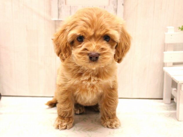 兵庫県のハーフ犬・ミックス犬 (ペット・プラザ アミーゴ加古川店/2025年11月29日生まれ/女の子/アプリコット)の子犬の2枚目の画像