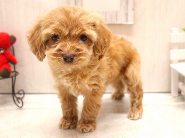 兵庫県のハーフ犬・ミックス犬 (ペット・プラザ アミーゴ加古川店/2025年11月29日生まれ/女の子/アプリコット)の子犬の3枚目の画像