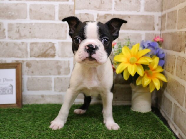 兵庫県のボストンテリア (ペット・プラザ アミーゴ神戸西店/2025年11月30日生まれ/男の子/ボストンカラー)の子犬の1枚目の画像